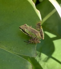 Pseudacris sierra