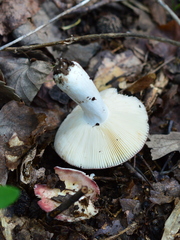 Russula