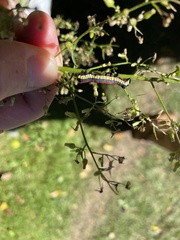 Cucullia convexipennis