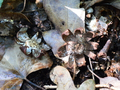 Geastrum
