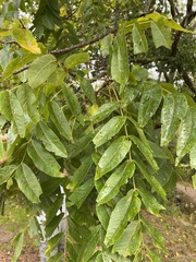 Juglans nigra