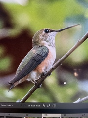 Selasphorus rufus