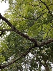 Juglans nigra