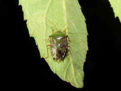 Hypoxys eburatulus