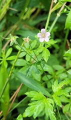 Geranium carolinianum
