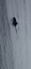 Lagenorhynchus