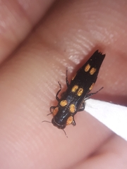 Agrilus xanthonotus