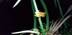 Dendropsophus ebraccatus