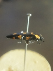 Agrilus xanthonotus