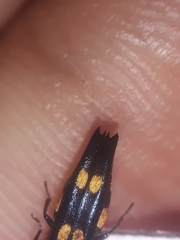 Agrilus xanthonotus