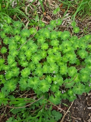 Geranium molle