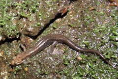 Desmognathus carolinensis