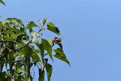 Asterocampa idyja argus