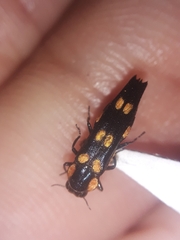 Agrilus xanthonotus