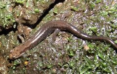 Desmognathus carolinensis