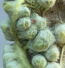 Trombidiformes