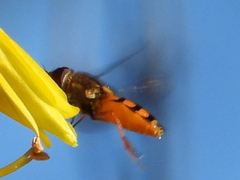 Syrphus octomaculatus