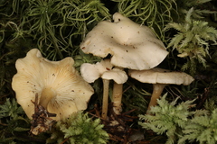Leucocybe candicans
