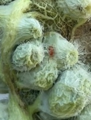 Trombidiformes