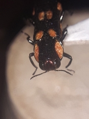 Agrilus xanthonotus