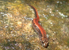 Desmognathus carolinensis