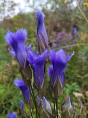 Gentianopsis crinita