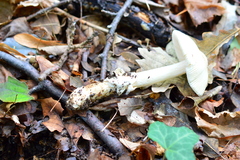 Amanita vaginata