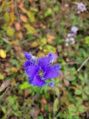 Gentianopsis crinita