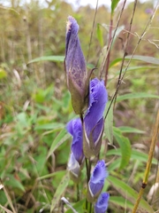 Gentianopsis crinita