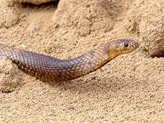 Pseudonaja aspidorhyncha