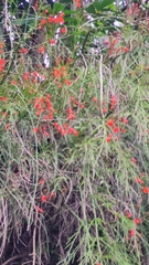 Russelia equisetiformis