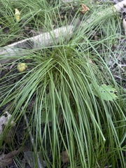 Carex pensylvanica