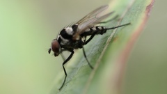 Anthomyia oculifera