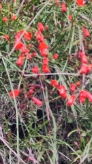 Russelia equisetiformis