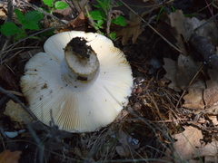 Russula