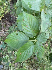 Rubus pensilvanicus