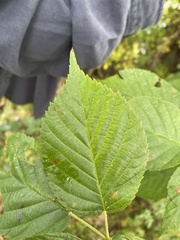Rubus pensilvanicus
