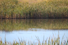 Podilymbus podiceps