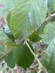 Rubus pensilvanicus
