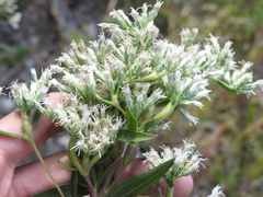 Neolasioptera perfoliata