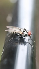 Anthomyia oculifera