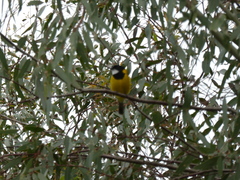 Pachycephala fuliginosa