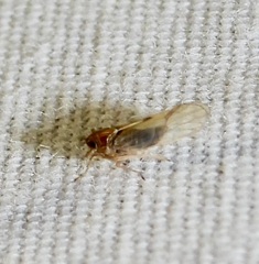 Delphacidae