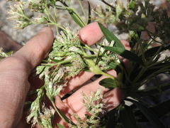 Neolasioptera perfoliata