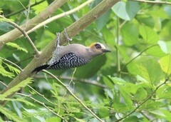 Melanerpes chrysogenys