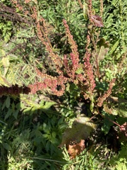 Rumex obtusifolius
