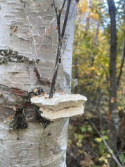Trametes suaveolens