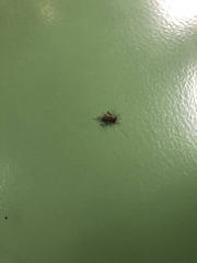 Gryllidae