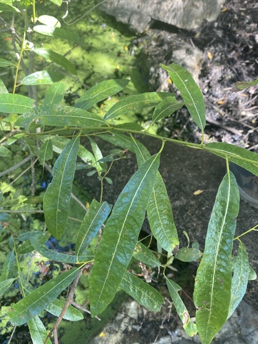 iNaturalist observation photo of Willows