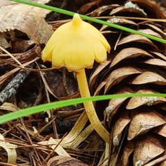 Entoloma murrayi